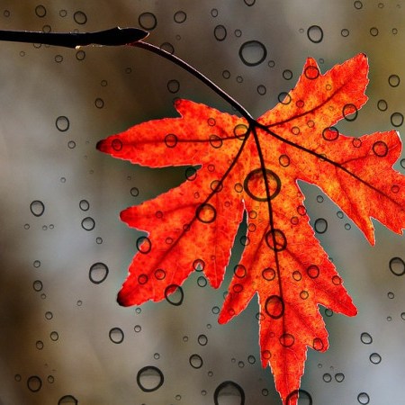 Accueillir Li Dong, le Début de l’Hiver selon la Médecine Traditionnelle Chinoise