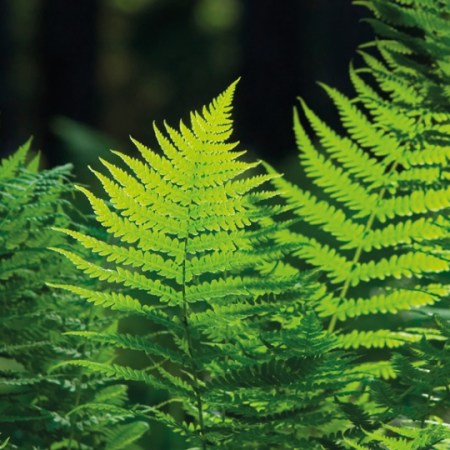 Mars 2026 : Comment nourrir votre élément Bois – Entourez-vous de vert et de nature - MTC