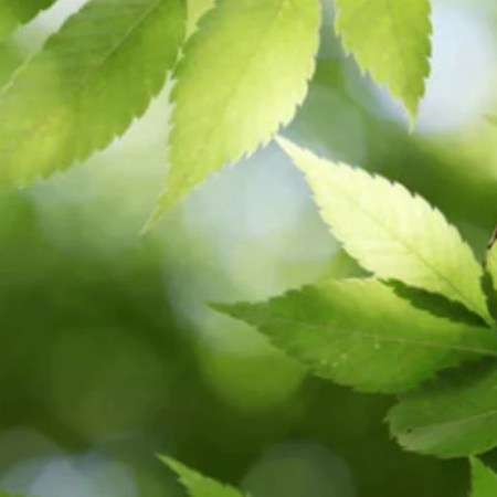 Avril 2026 : Bilan printemps Bois – Signes que votre Foie s’harmonise et comment ajuster avant l’intersaison Terre