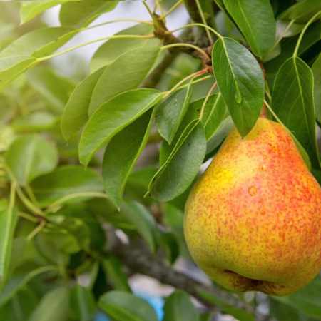 🍂 Août et Chǔ Shǔ : la poire, l’alliée discrète mais efficace de la transition vers l’automne selon la médecine chinoise