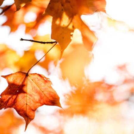 Le Bon Sens de la MTC : Août et Li Qiu : les conseils de vie à Li Qiu : comment survivre à l’automne qui n’en est pas un