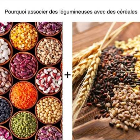 🍂 Céréales vs 🍂 Légumineuses : le match de la Rate (et un peu du Rein)