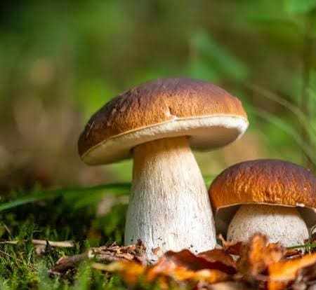🍂 Le Bon Sens de la Nature : Les champignons de septembre : ces petits êtres suspects qui arrivent pile au bon moment