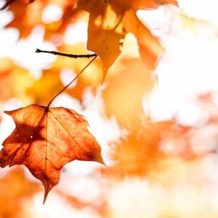 🍂☕🍄🥧 L’automne en MTC : pourquoi privilégier les aliments blancs ?